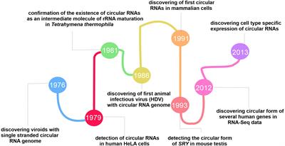 Hints From the Cellular Functions to the Practical Outlook of Circular RNAs